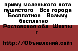 приму маленького кота пушистого - Все города Бесплатное » Возьму бесплатно   . Ростовская обл.,Шахты г.